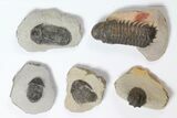 Lot: Assorted Devonian Trilobites - Pieces #119715-2